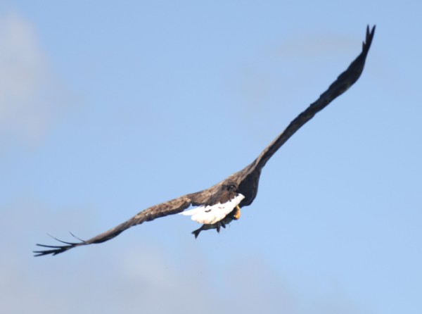 sea eagle isle of mull